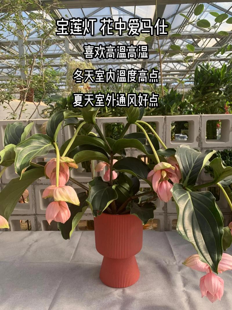 宝莲灯花的寓意和象征