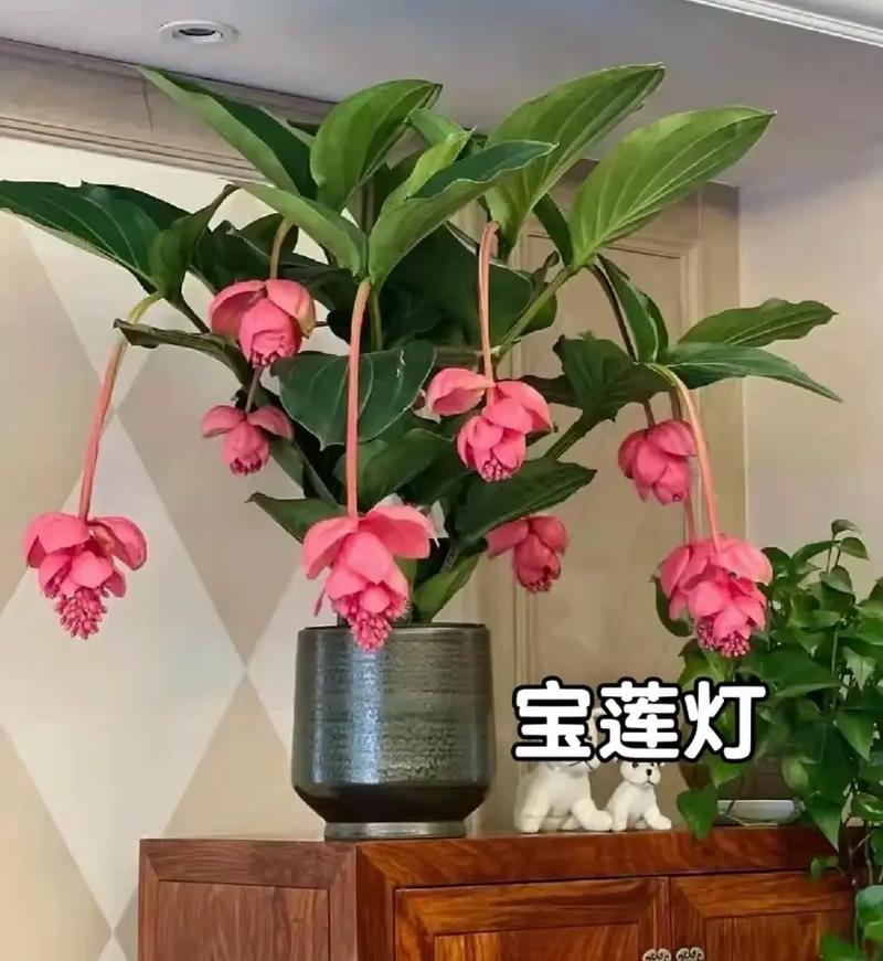 宝莲灯花语