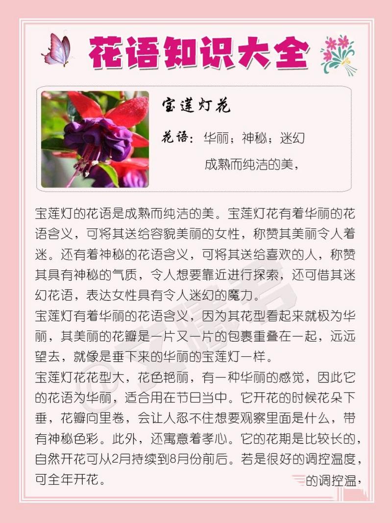 宝莲灯花的花语是什么意思?