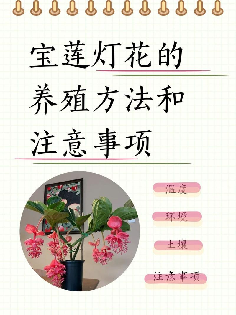 宝莲灯花的寓意