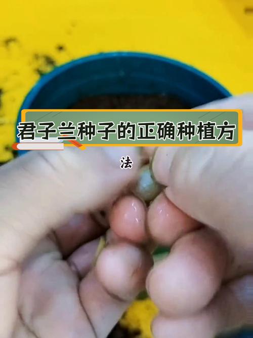 君子兰种子怎么种,君子兰种子种植方法