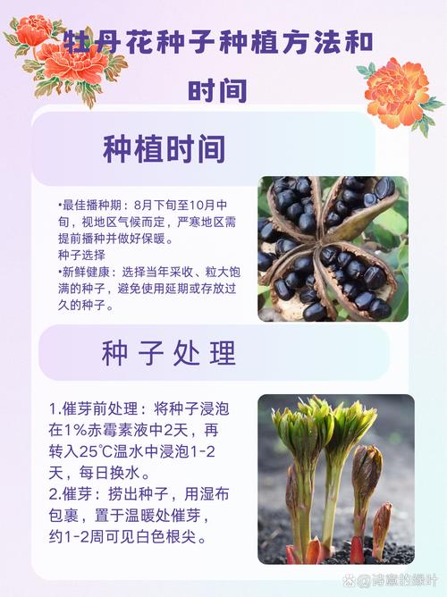 君子兰种子种植方法和种植时间