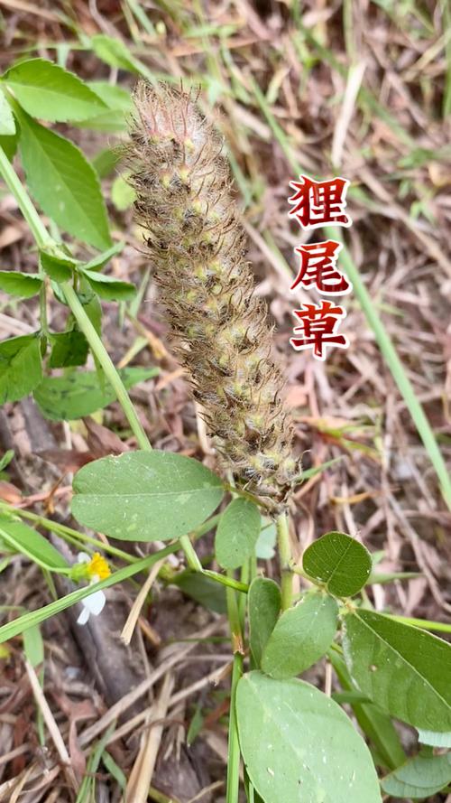狐尾草对狐狸有什么作用