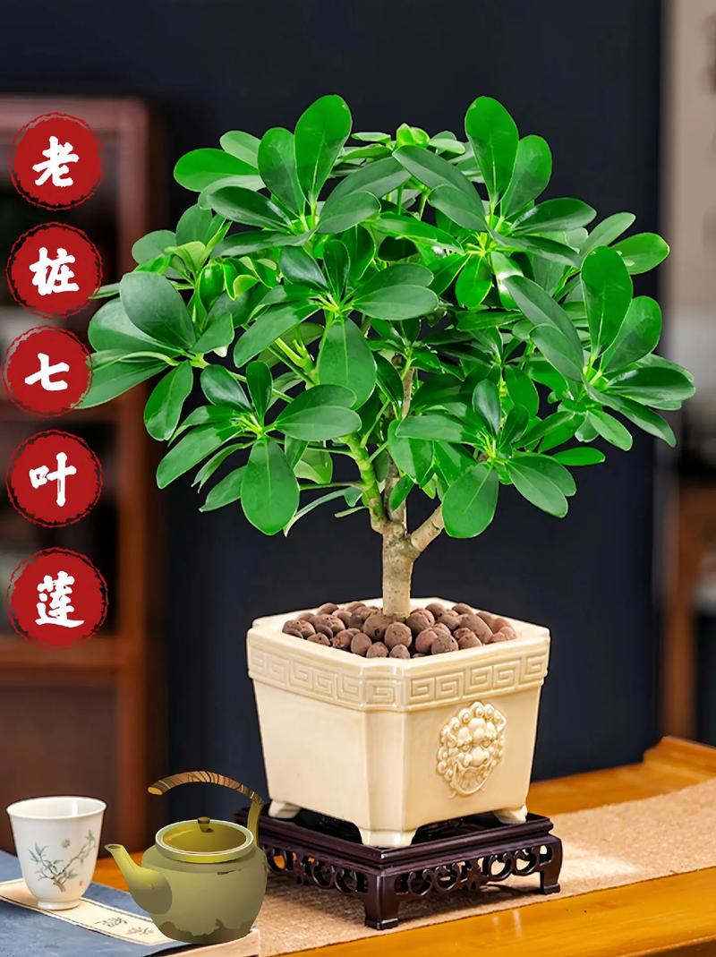 七叶莲有什么好处