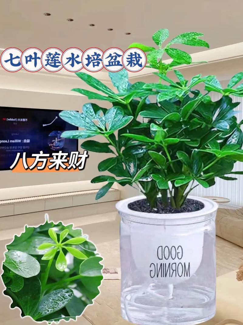 七叶莲的功效与作用有哪些