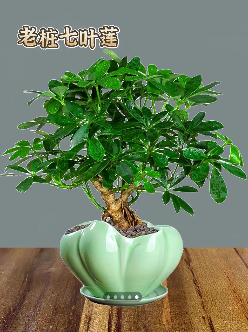 七叶莲盆景的功效与作用