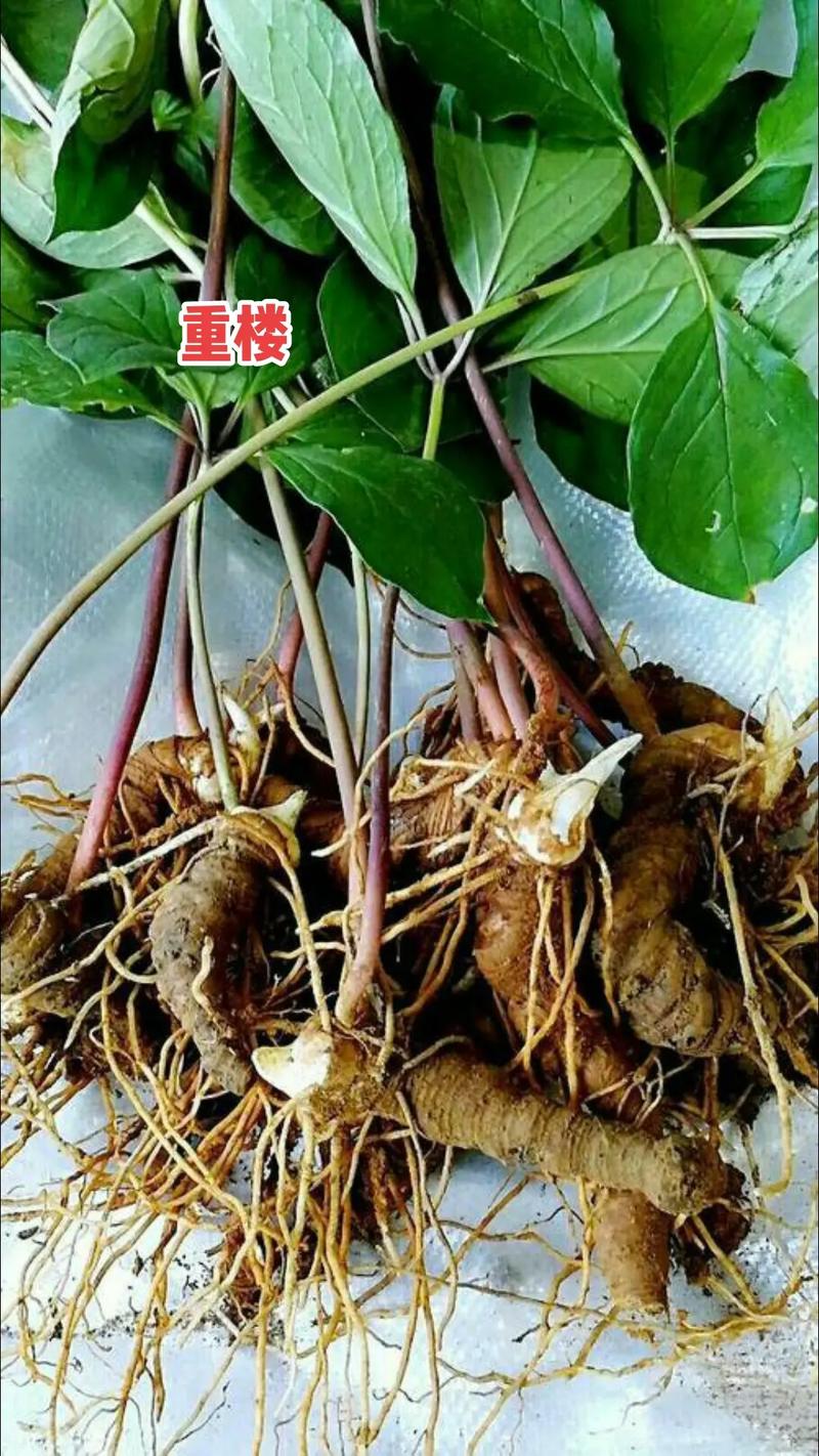 重楼的作用?