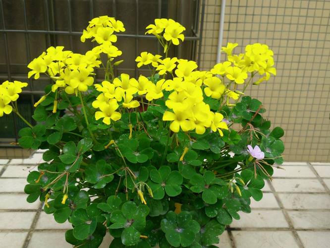 8种懒人花，俩月不管，照样节节拔高！，懒人一定要养这5种花