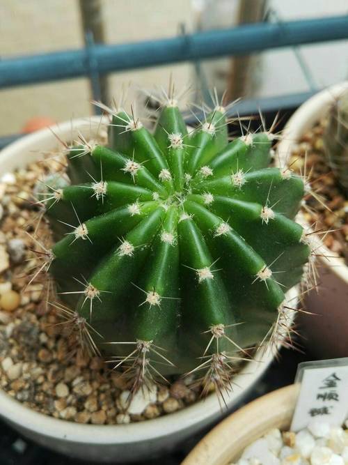 懒人植物推荐:8种超级好养的植物,你越懒它长得越好