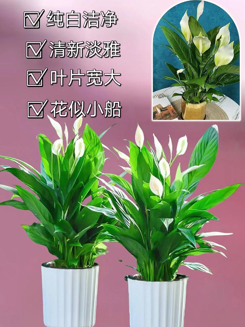 适合懒人养的花卉有哪些(八种公认好养的植物盆栽)