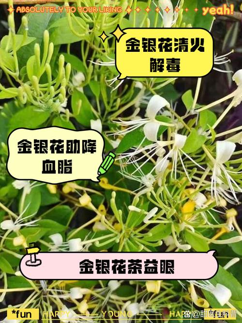 金银花泡水喝的功效与作用