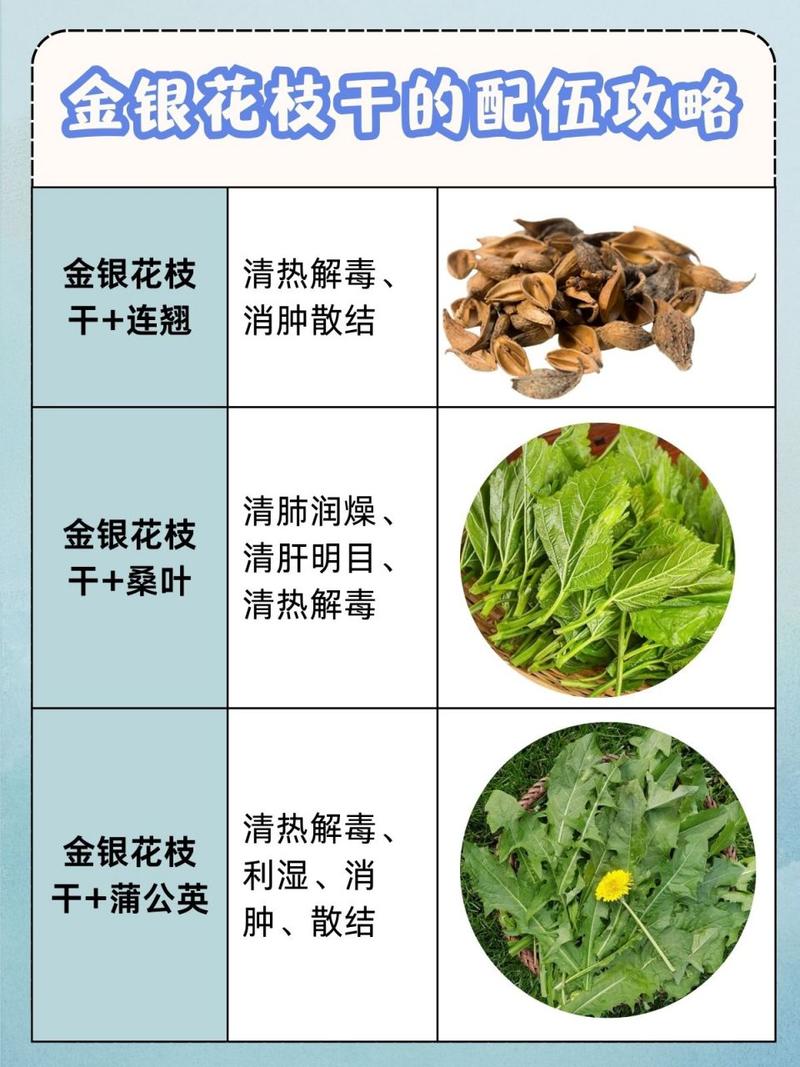 金银花的功效与作用?