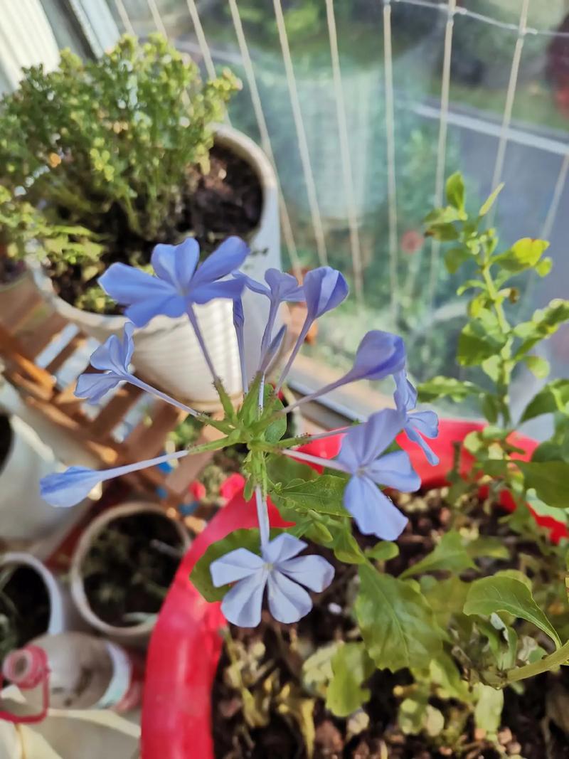有哪些蓝雪花爆盆的养护小技巧?