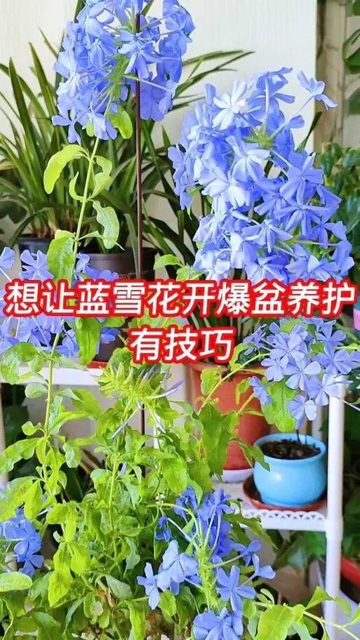 蓝雪花夏天怎么养