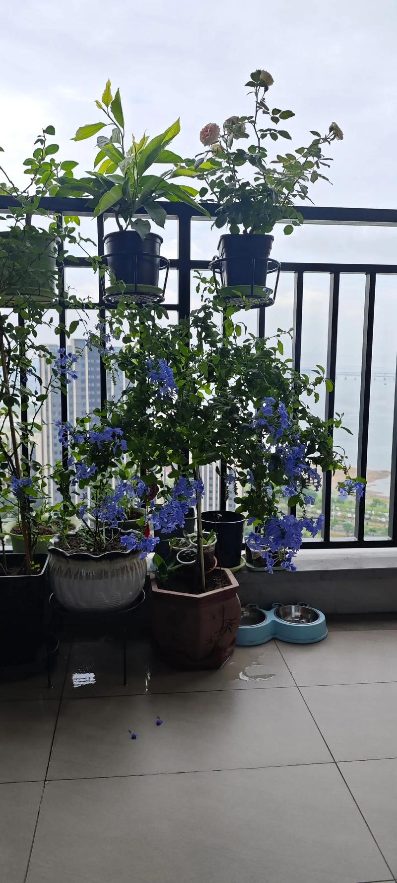 蓝雪花的养殖方法和注意事项