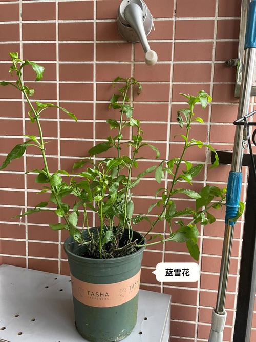 蓝雪花养殖方法