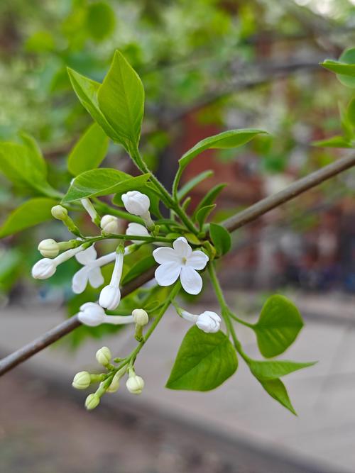 丁香的花语和传说是什么