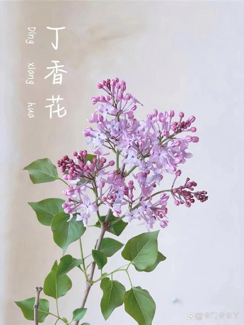 丁香的花语及文化背景介绍