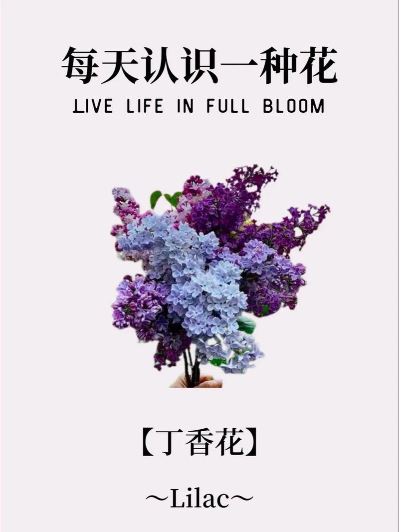关于丁香花的花语与寓意