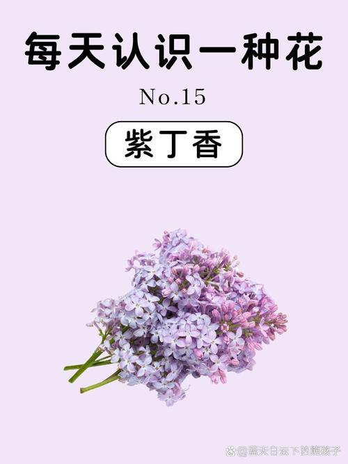 紫丁香的花语及传说故事介绍