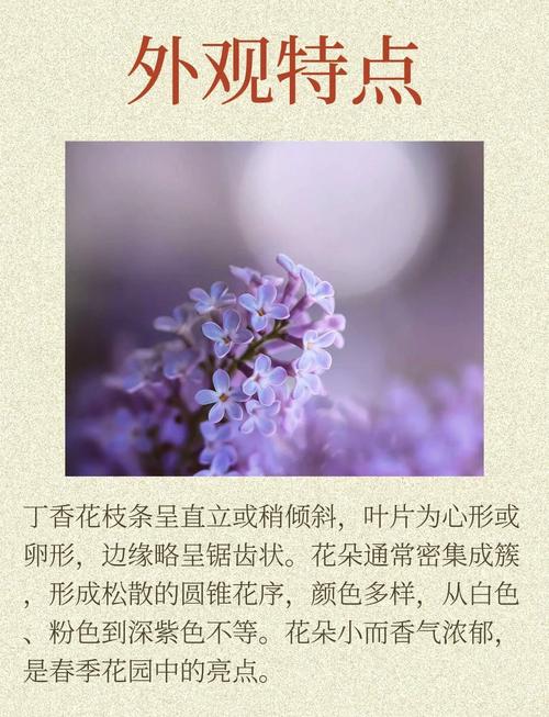 丁香花的花语和传说