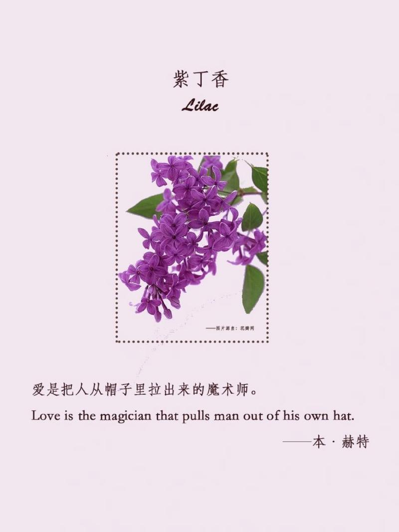 丁香花花语和传说是什么