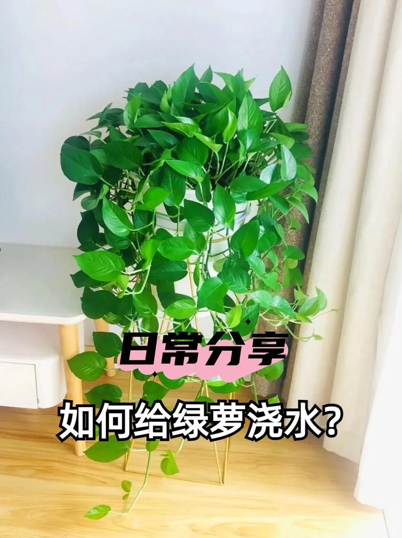 绿萝夏天多久浇一次水，绿萝夏天多长时间浇一次水