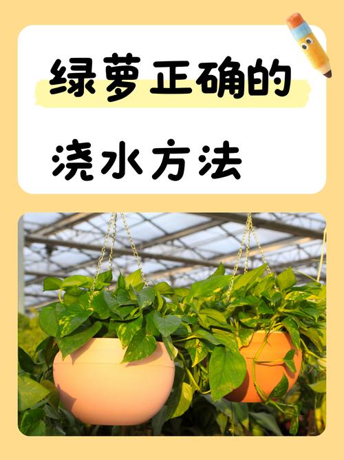 夏天绿萝几天浇水一次?