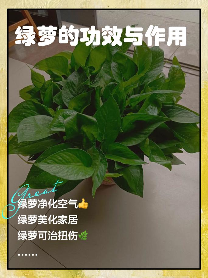 绿萝夏季多久浇一次水