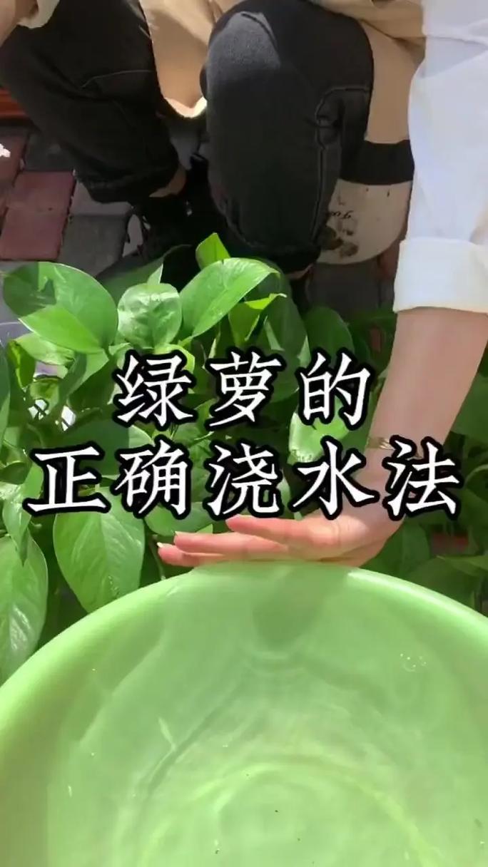 绿萝夏天多久浇一次水