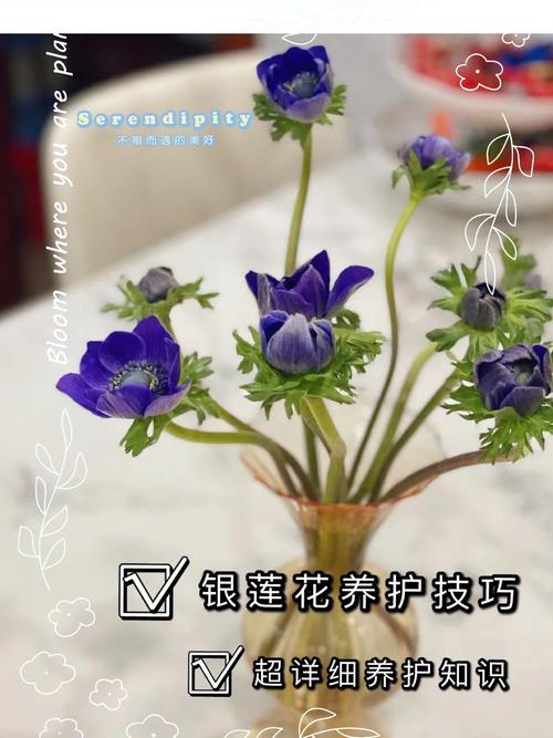 银莲花的养殖方法和注意事项？重瓣银莲花的养殖方法和注意事项？