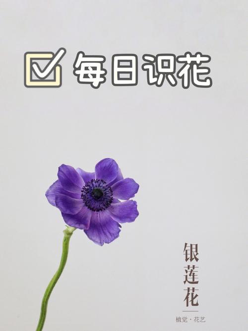 银莲花的种植方法和注意事项