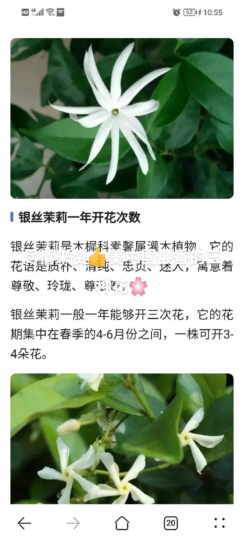 白兰花功效与主治作用