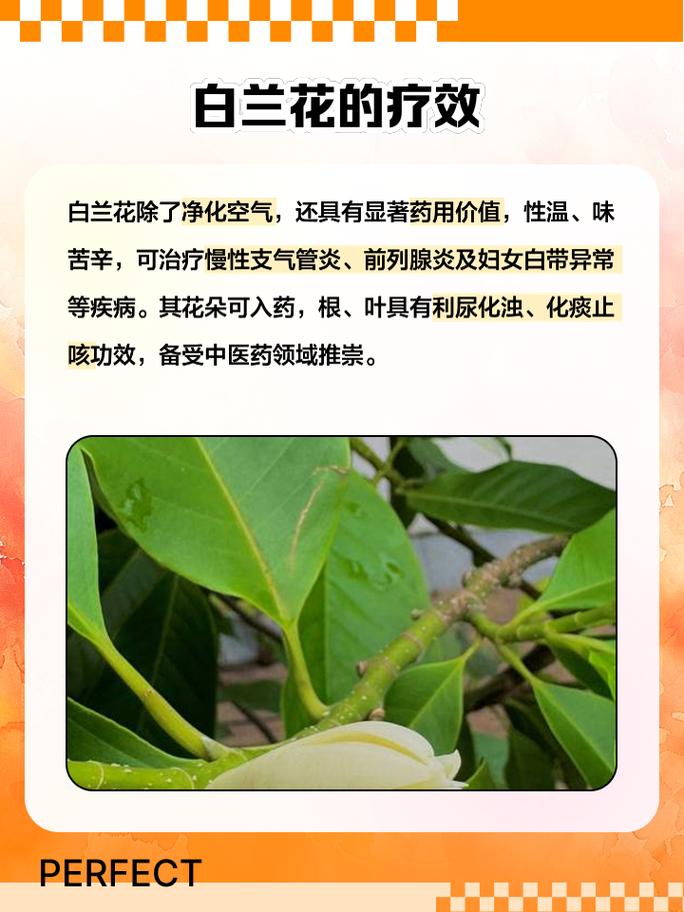 白兰花的功效与作用及其食用方法