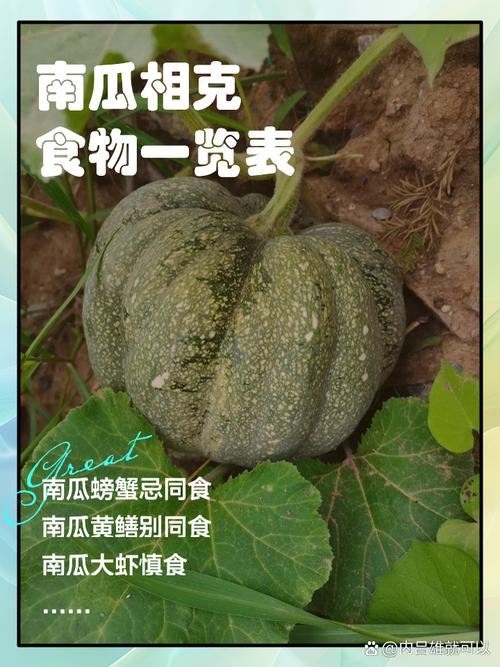 南瓜与什么相克,不能和什么同吃