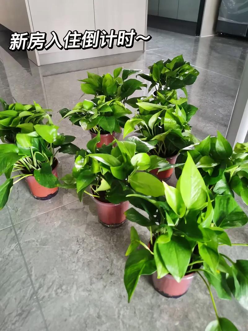 绿萝能除甲醛吗，绿萝能除甲醛吗 实验将会告诉你真实答案