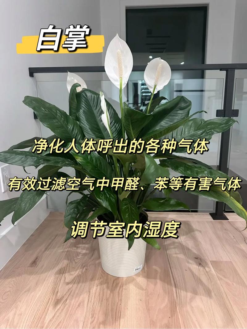 都说绿萝可以除甲醛,但是甲醛会不会对绿萝的生长造成影响?
