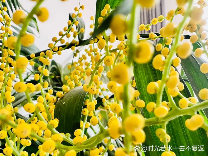 植物花语:袖珍椰子花语是什么?