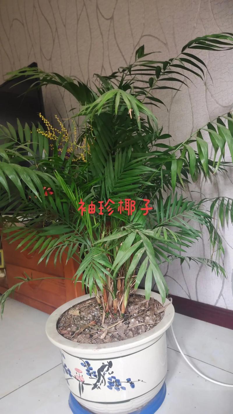 袖珍椰子的寓意和象征风水