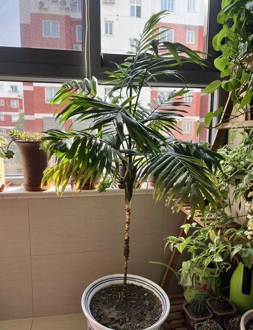 袖珍椰子的花语,袖珍椰子有什么寓意吗(生机勃勃)