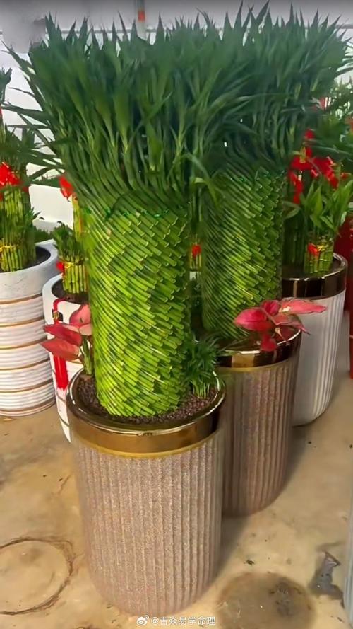 书房放什么植物好?