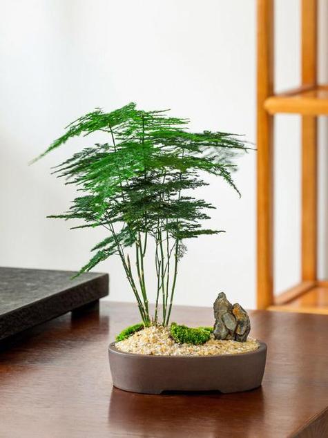 文竹,风水家居的佼佼者