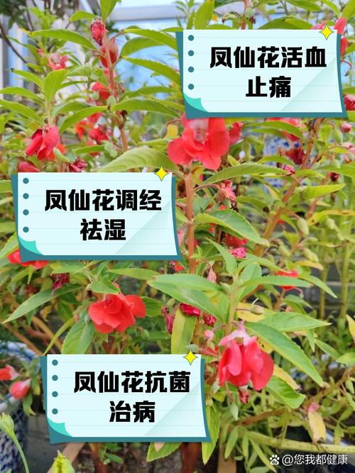 凤仙花的花语和寓意，有什么传说故事，凤仙花象征着什么意义？