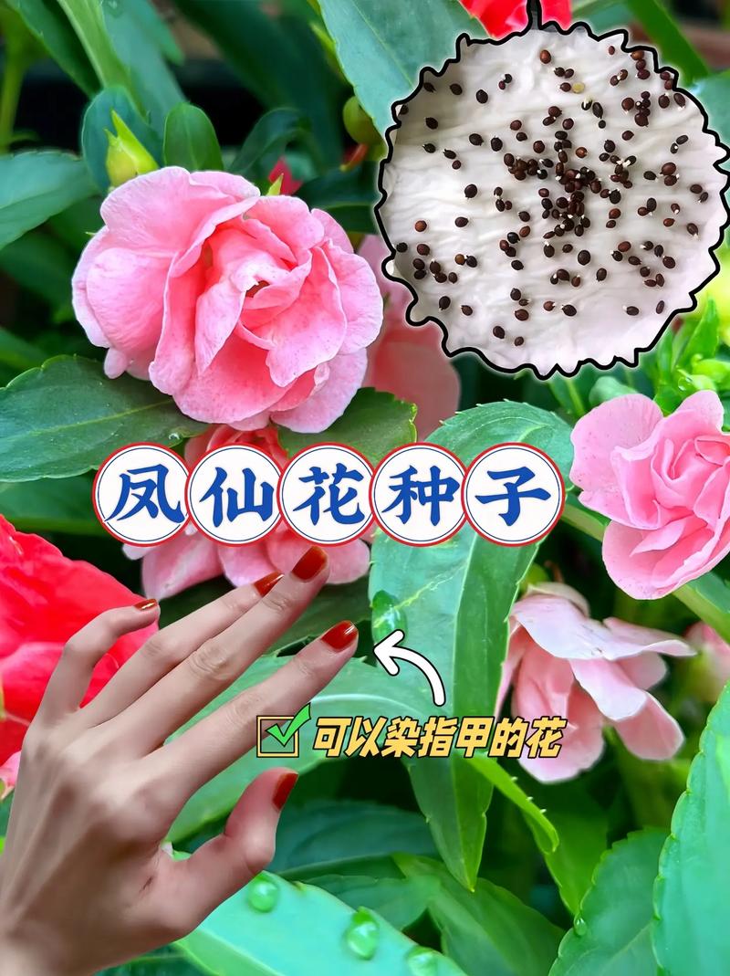 凤仙花的花语是什么?凤仙花的历史传说