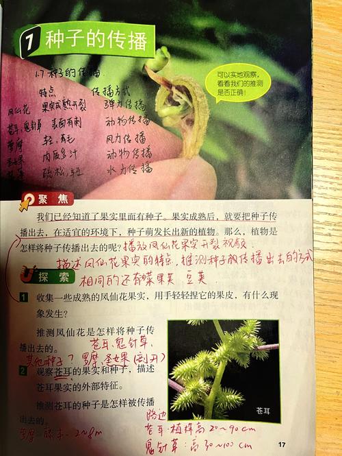凤仙花的花语和寓意,有什么传说故事