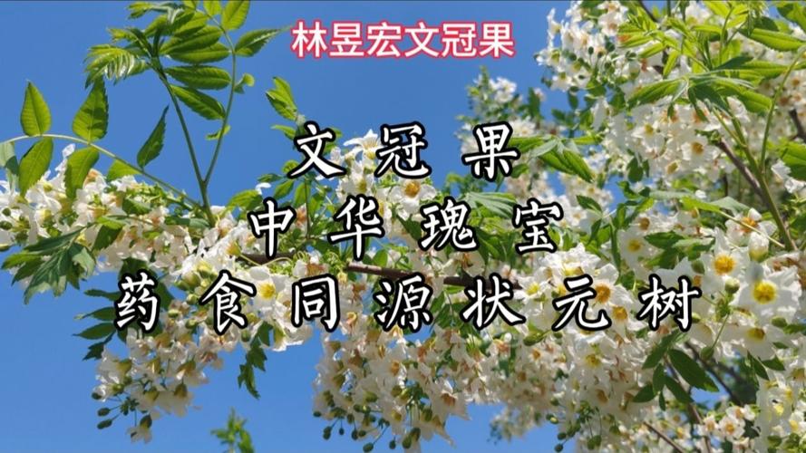 文冠果的用途吃法