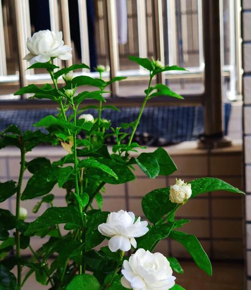 茉莉花可以放在卧室吗？茉莉花能不能放在卧室里？