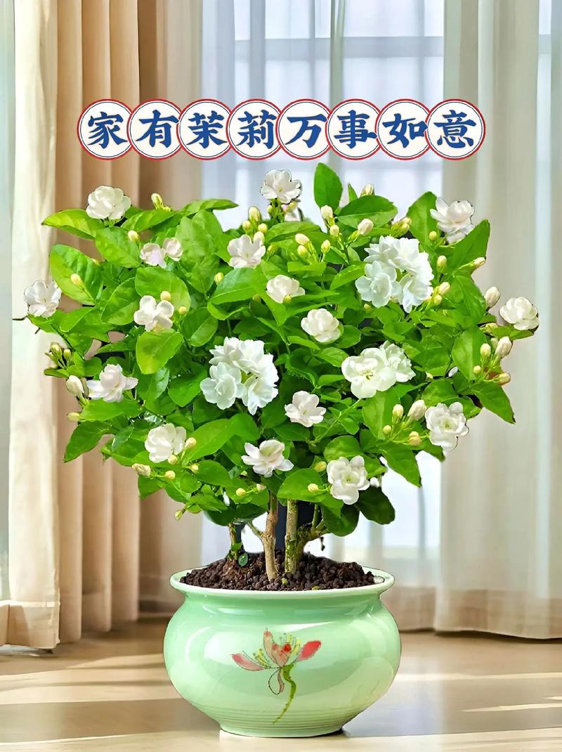 茉莉花有没有毒呀,可以放在卧室吗?