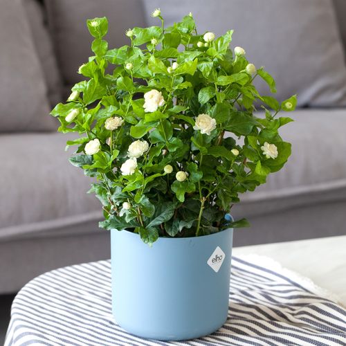 茉莉花可以放在卧室养吗