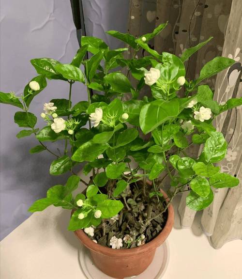 茉莉花有毒吗?能放在卧室里养吗?